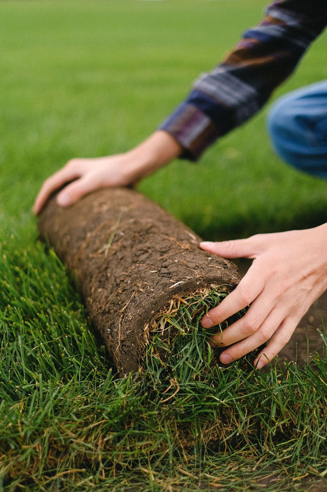 Fresh sod being unrolled and seamed over prepared topsoil