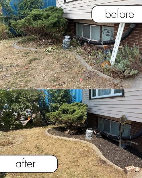 Before and after of a neglected side yard cleared, edged and mulched